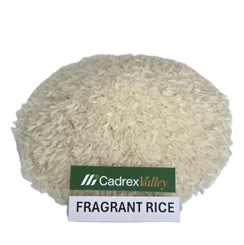 FRAGRANT RICE (DT8)