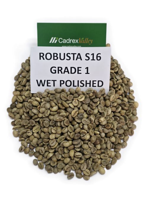 Robusta-S16-Wet Polished