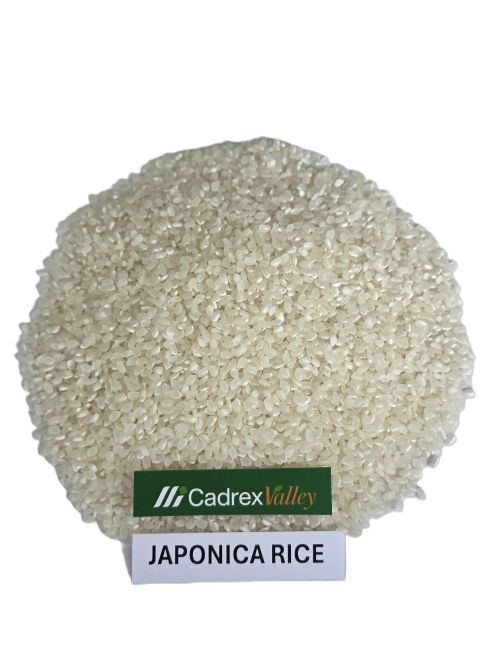 JAPONICA RICE