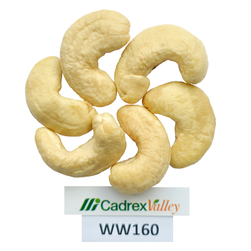 WW160 – WHITE WHOLES 160