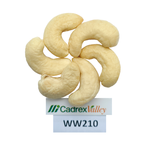 WW210 – WHITE WHOLES 210