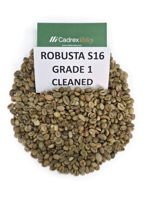 ROBUSTA - S16 -SÀNG SẠCH